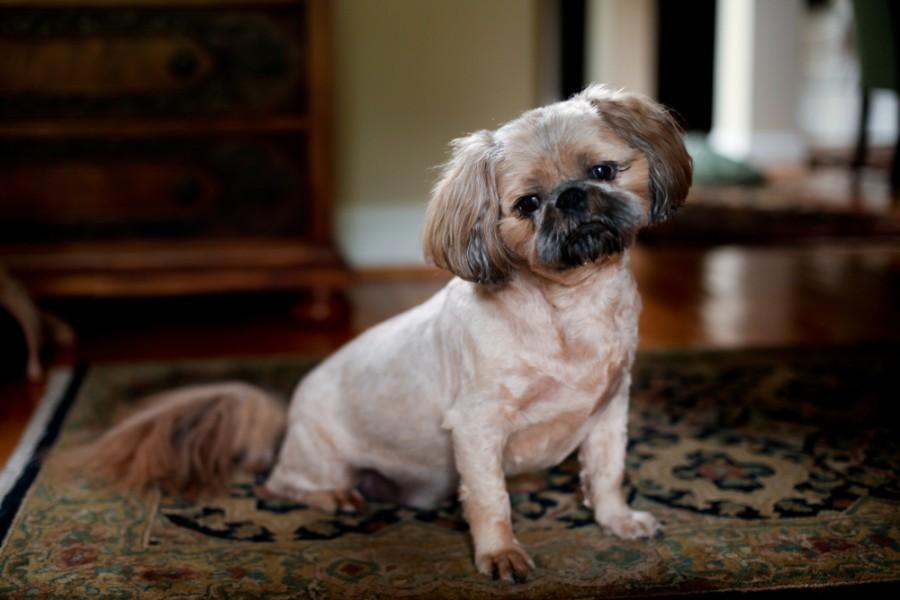 28 Pug Mixed Breeds An Overview (With Pictures) Hepper