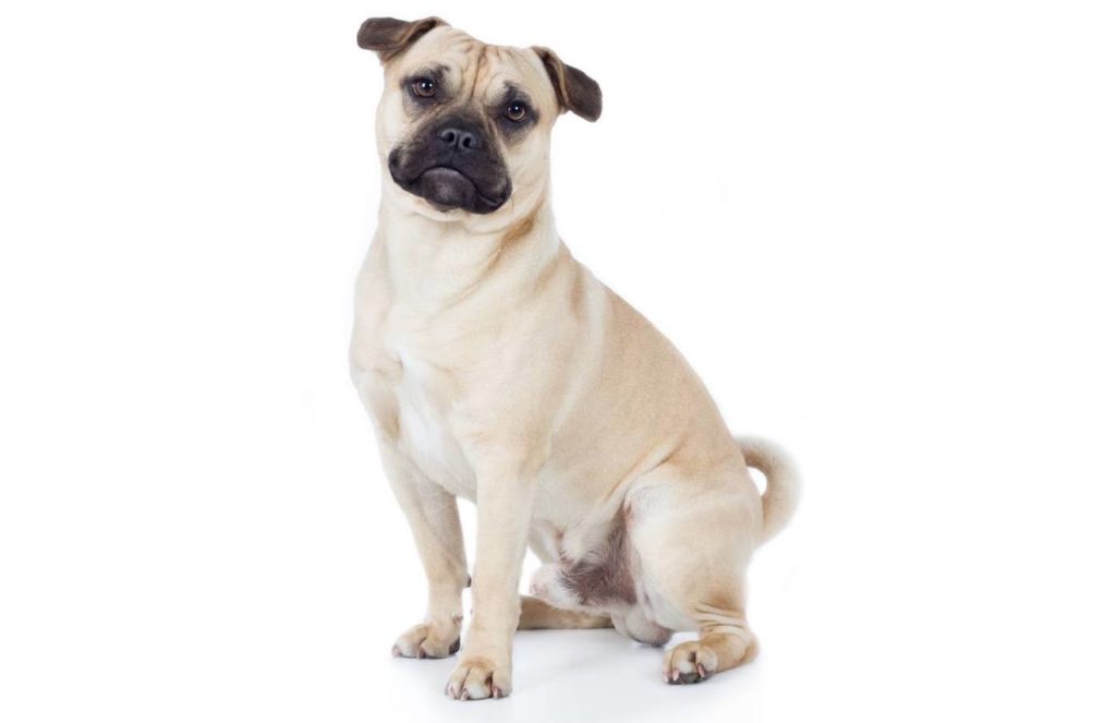Pug Pit (Pitbull & Pug Mix) Info, Pictures, Characteristics & Facts