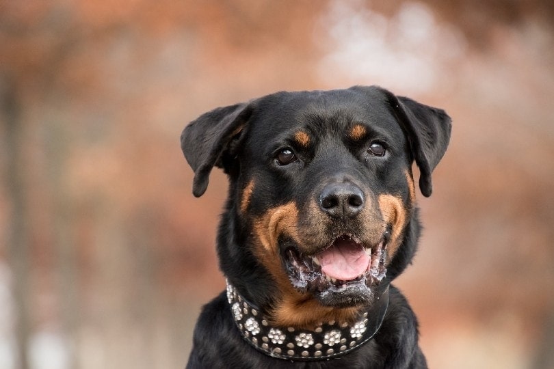 What Were Rottweilers Bred For