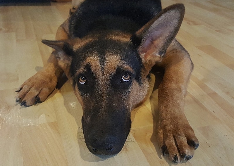 Why Do German Shepherds Whine? 6 Reasons & How to Stop It! Hepper