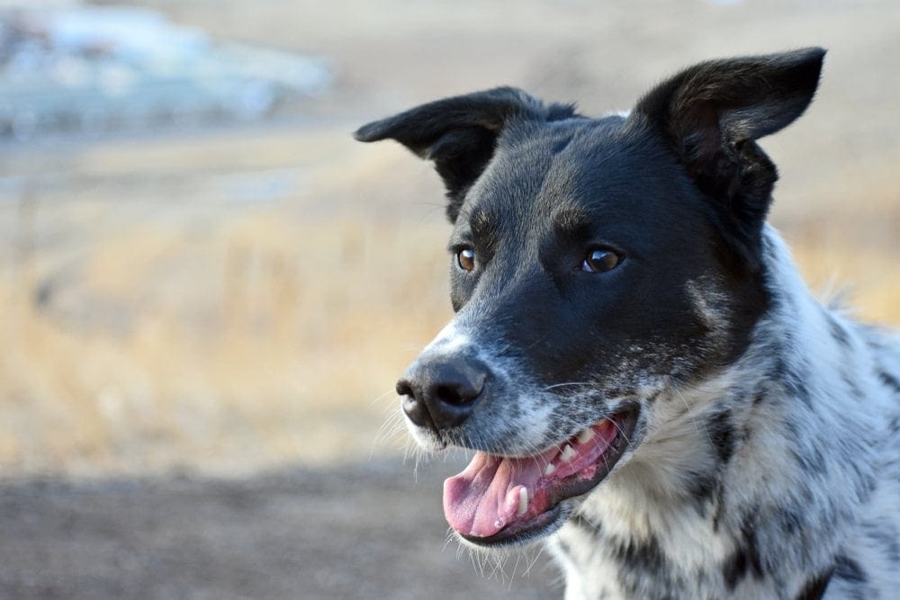 Labraheeler (Labrador & Blue Heeler Mix) Info, Pics, Facts | Hepper