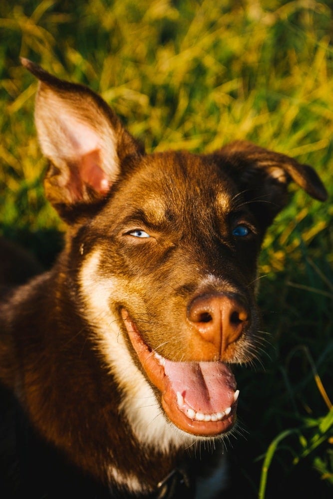 Ausky (Australian Cattle Dog & Husky Mix) Info, Pictures, Facts | Hepper