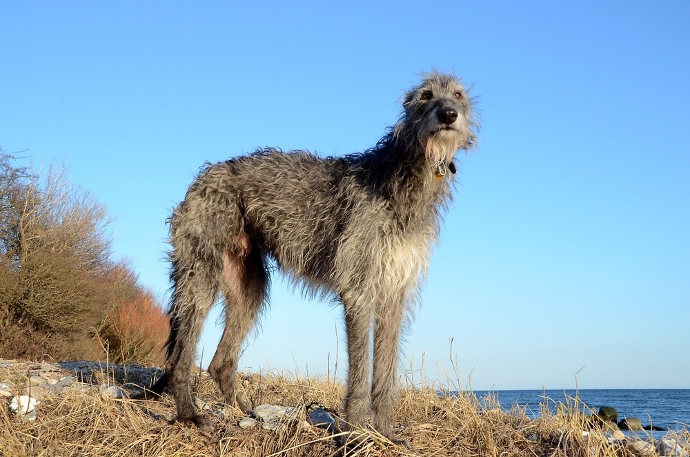 11 Dogs That Are Similar to Greyhounds (With Pictures) Hepper
