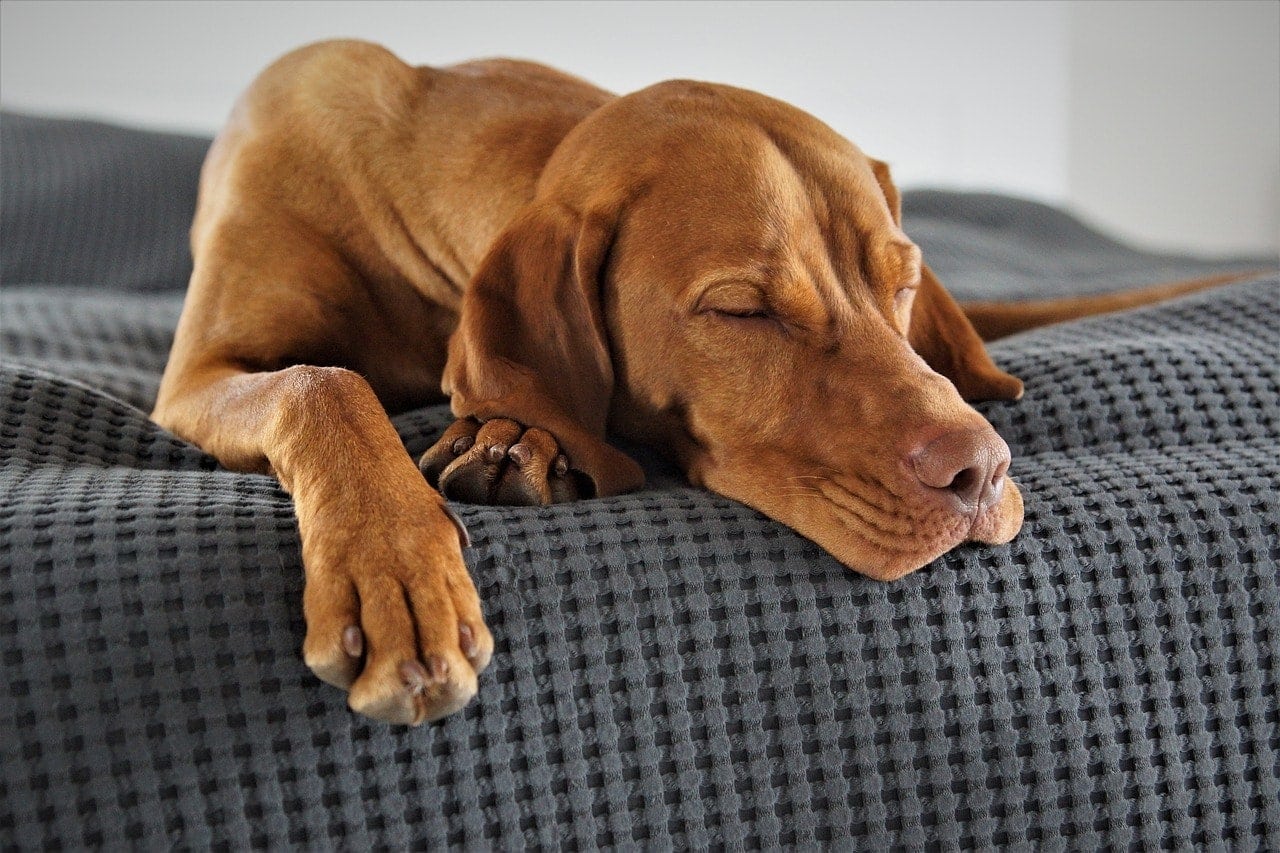 Why Won’t My Dog Sleep With Me Anymore? 11 Reasons & What to Do Hepper
