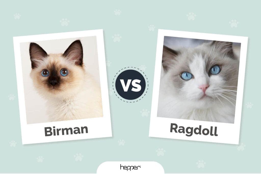 Birman vs Ragdoll Cats The Differences (With Pictures) Hepper