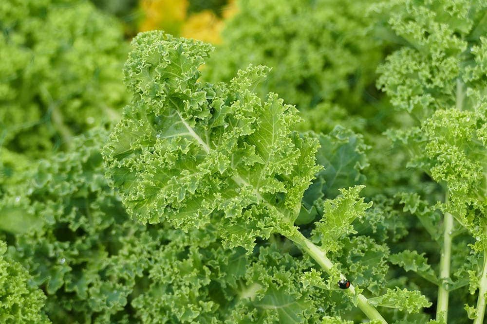 Can Cats Eat Kale? What You Need to Know! Hepper