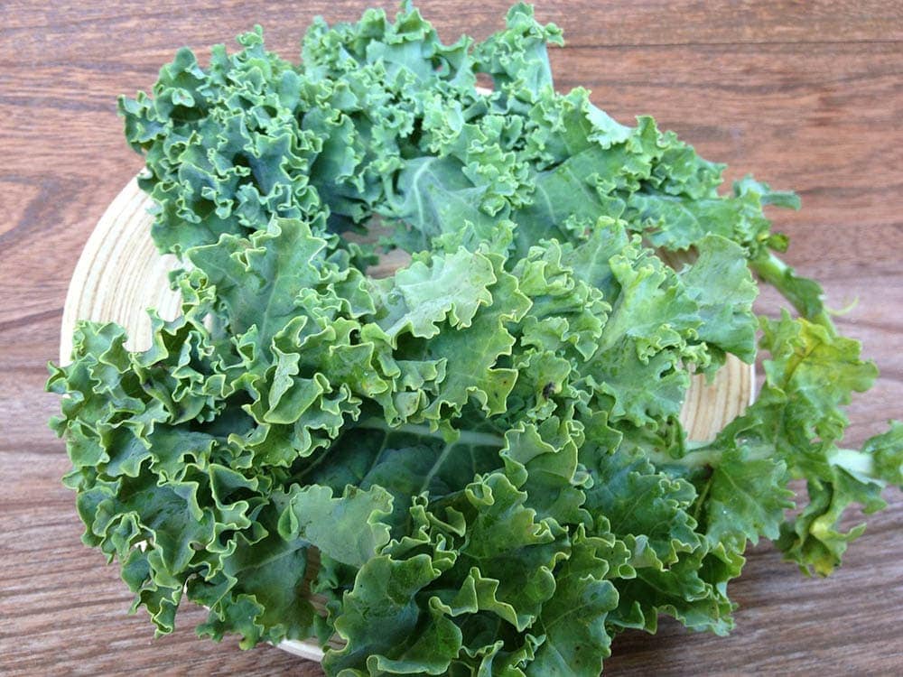 Can Cats Eat Kale? VetReviewed Nutrition Facts & FAQ Hepper