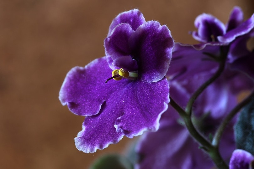Are African Violets Poisonous to Cats? VetApproved Facts and Safety