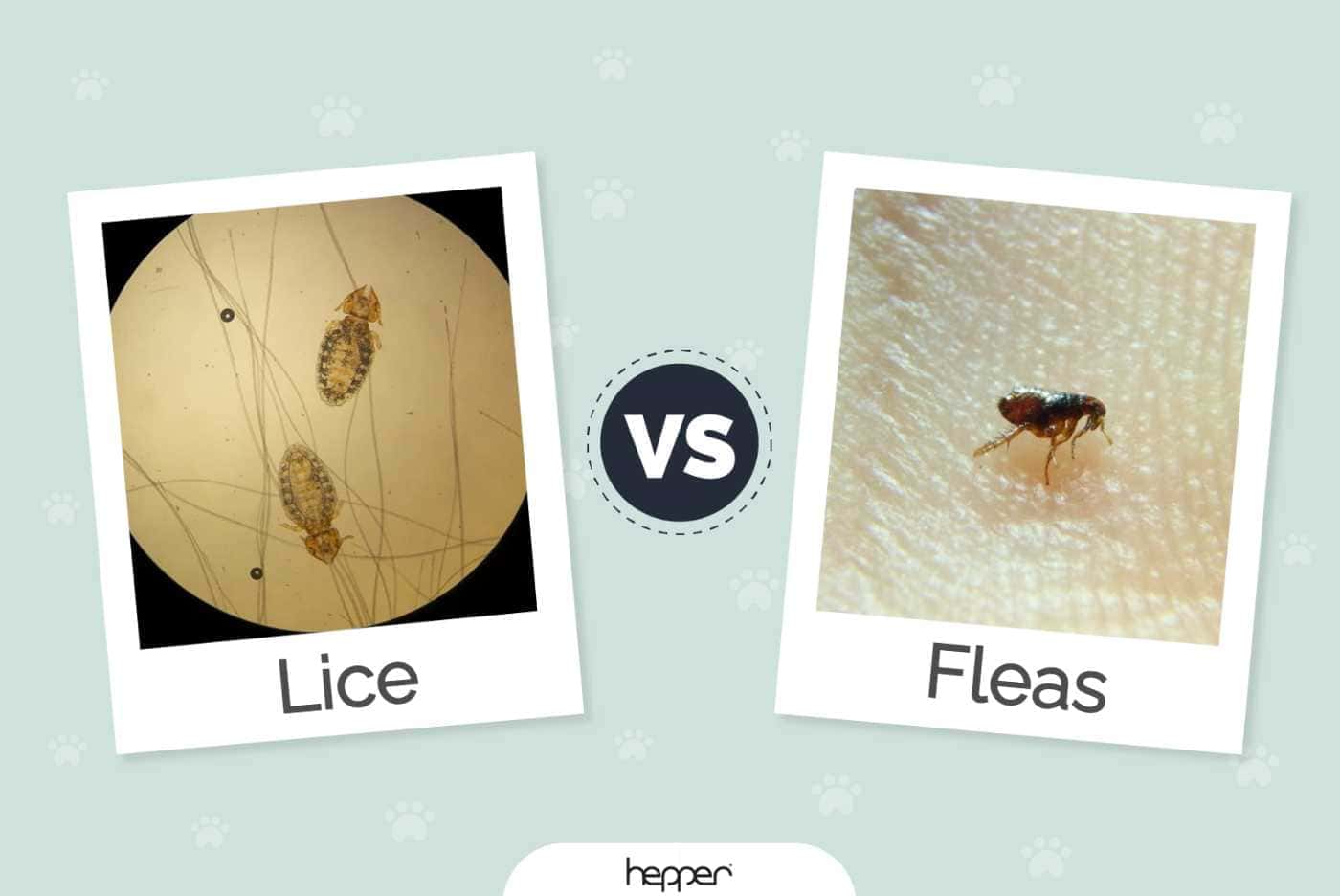 Can Nits Survive After Treatment at Wayne Duran blog
