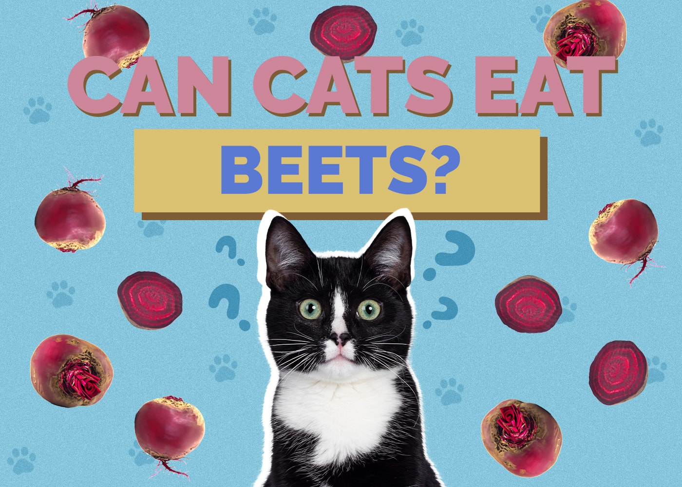 Can Cats Eat Beets? VetApproved Health & Safety Guide Hepper