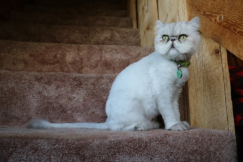 DIY Cat Stairs 7 Plans You Can Make Today (With Pictures