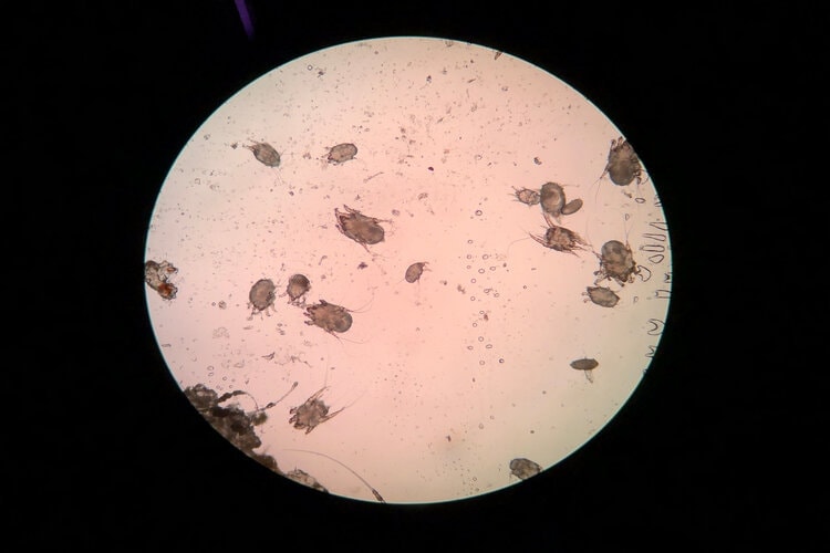 Cat Ear Mites vs. Wax The Differences (Vet Approved Facts With