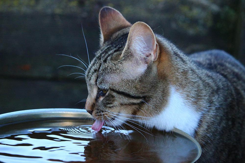 Do Cats Like Cold Water or Warm? VetReviewed Facts Hepper