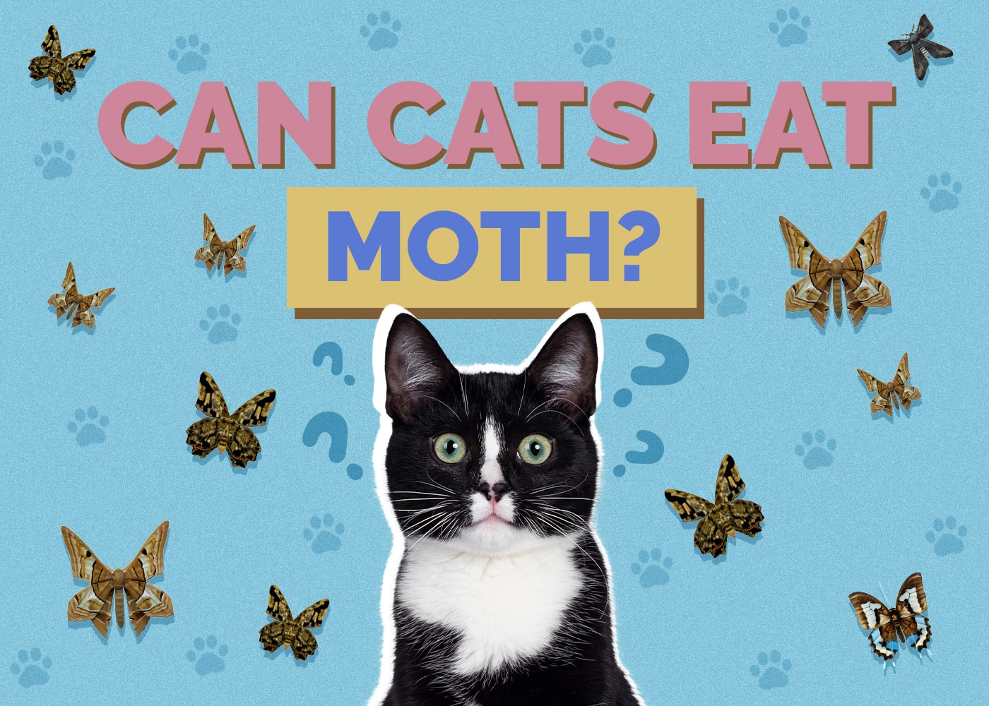 Can Cats Eat Moths VetReviewed Facts &amp; FAQ Hepper Pet Resources