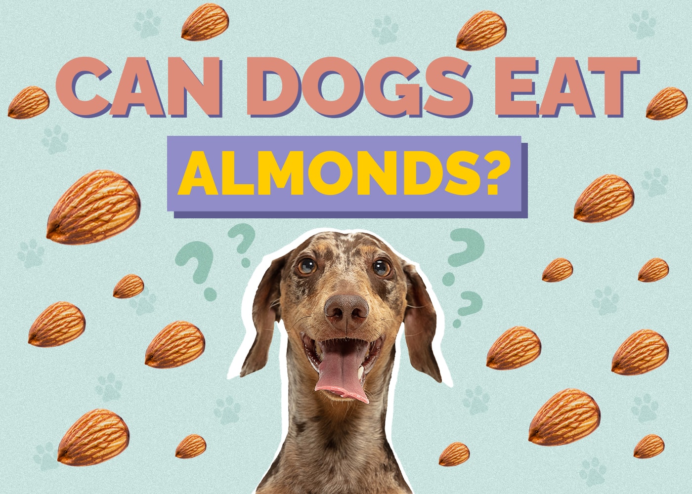 Can Dogs Eat Almonds? Are Almonds Safe for Dogs? Hepper