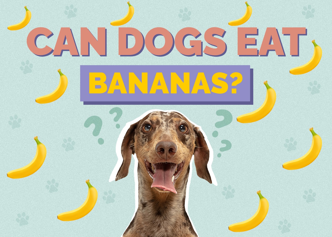 Can Dogs Eat Bananas? Are Bananas Safe for Dogs? Hepper