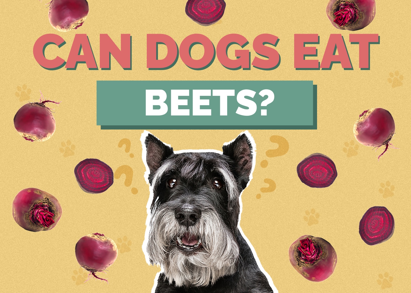 Can Dogs Eat Beets? Are Beets Safe for Dogs? Hepper