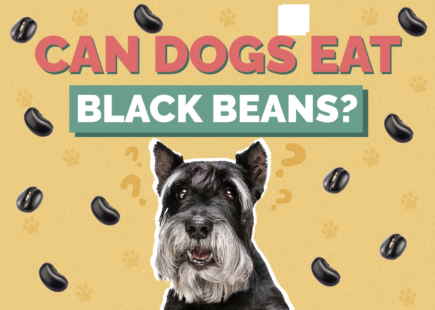 Can Dogs Eat Black Beans? VetApproved Nutrition Facts Hepper
