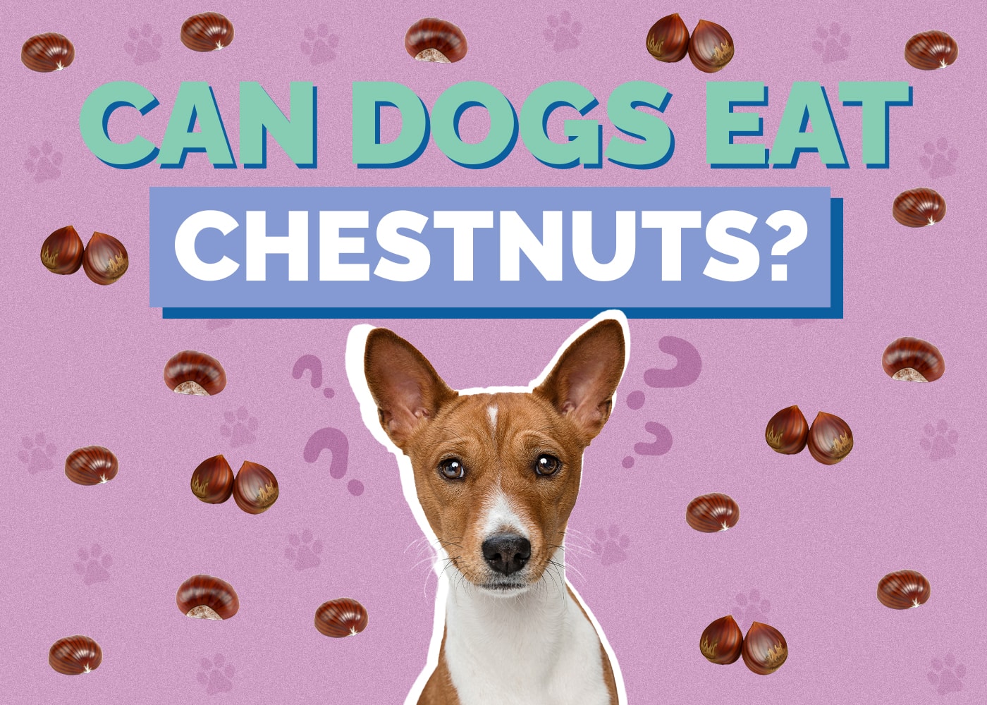 Can Dogs Eat Chestnuts? VetApproved Safety Facts & FAQ Hepper
