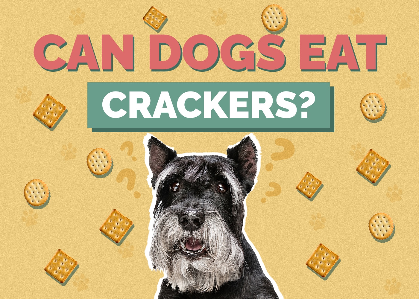 Can Dogs Eat Crackers? VetReviewed Nutrition Facts & FAQ Hepper