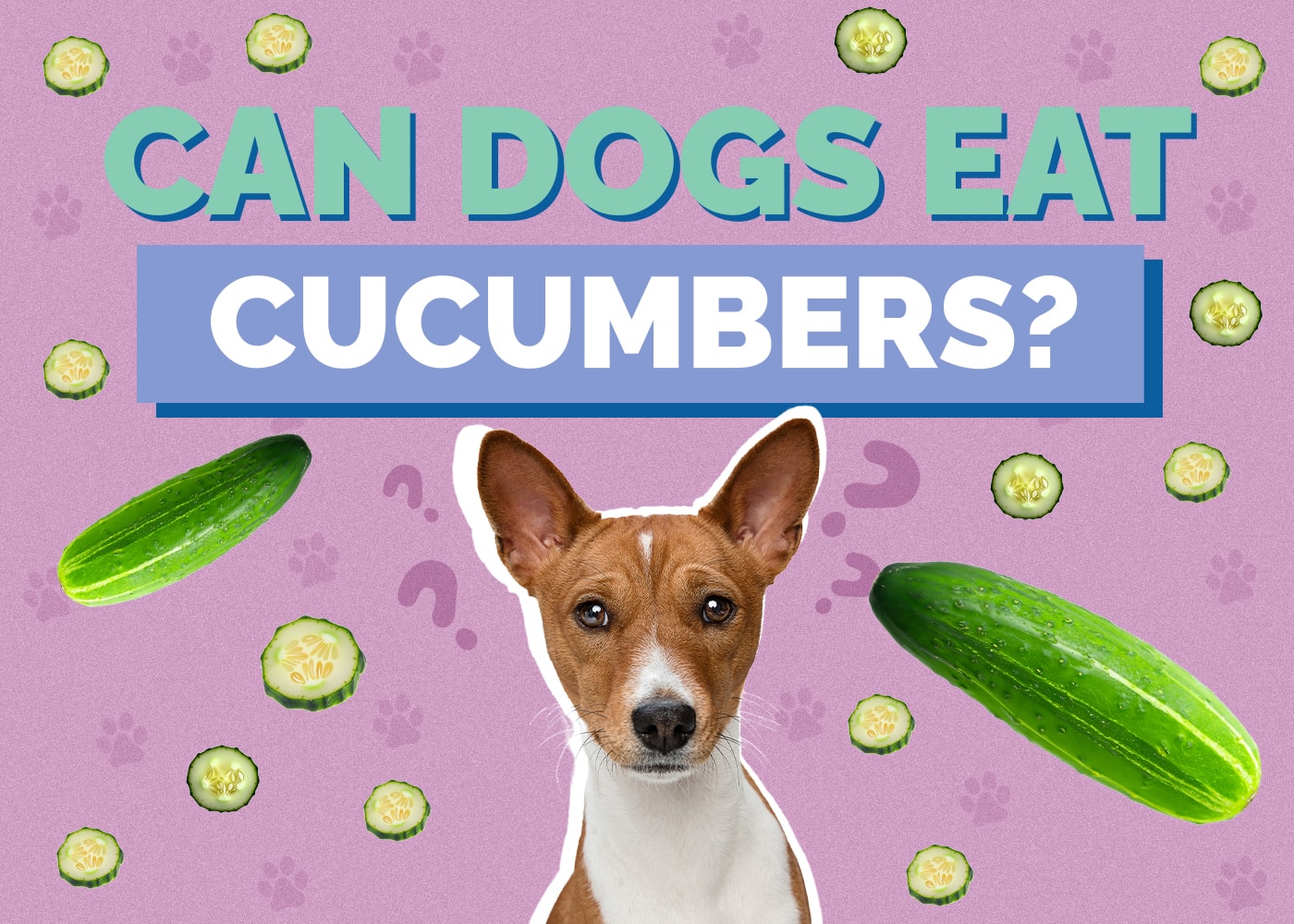 Can Dogs Eat Cucumbers? VetApproved Safety Facts Hepper