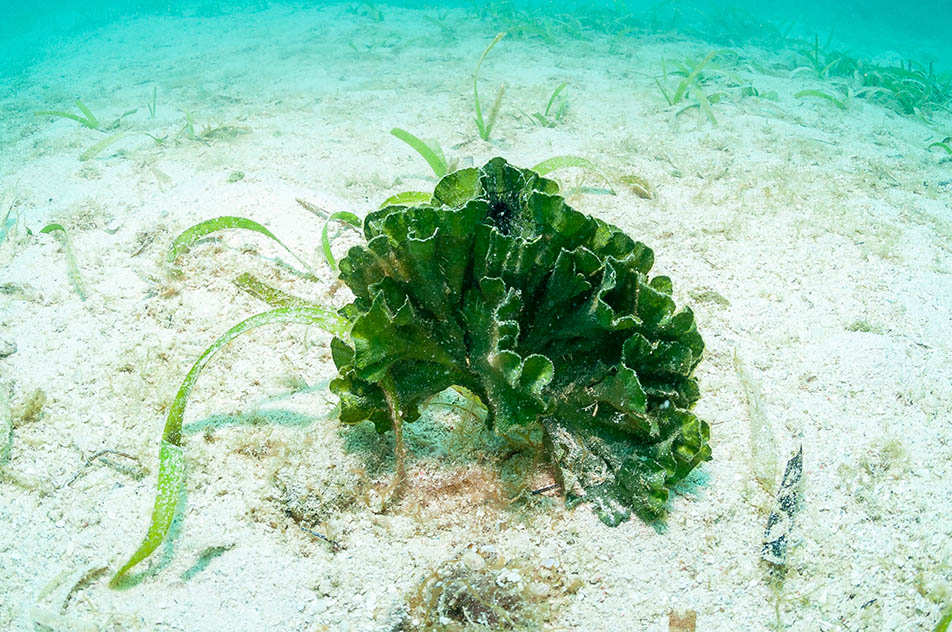 Saltwater Plants