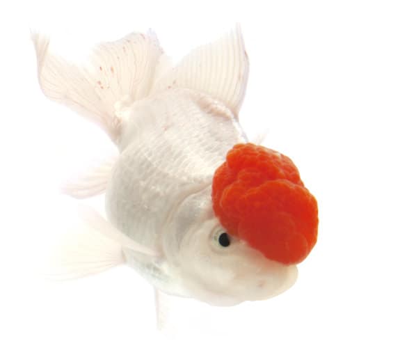 150+ Goldfish Names Ideas for Unique, Cute & Funny Fish Hepper