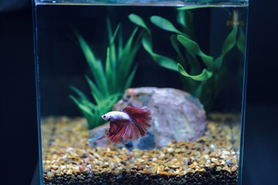 Can Two Male Betta Fish Live Together? What You Need To Know! Hepper