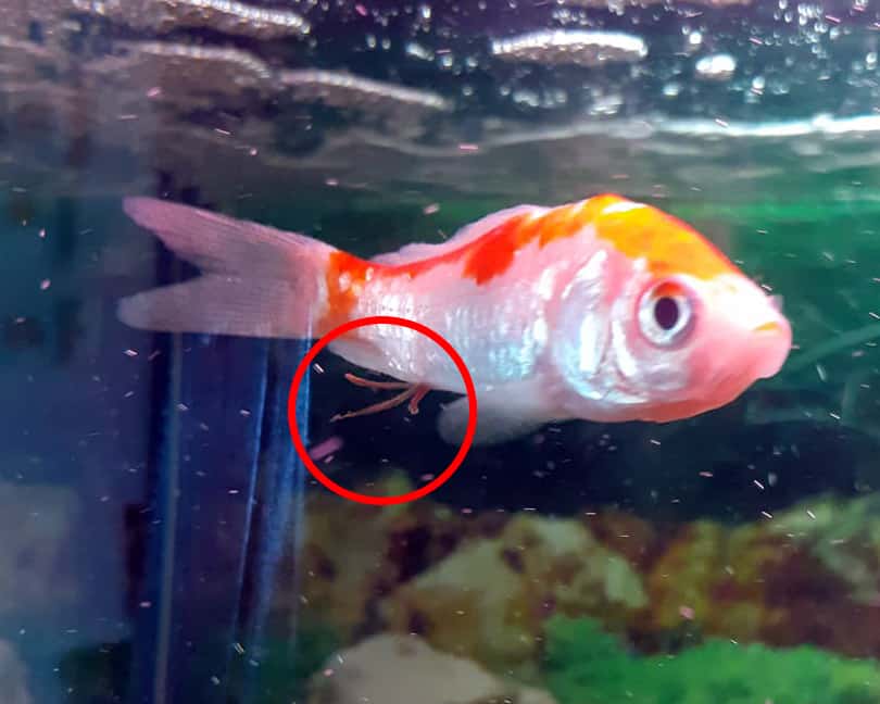 How to Treat Camallanus Worms in Fish (3 Easy Steps) Hepper