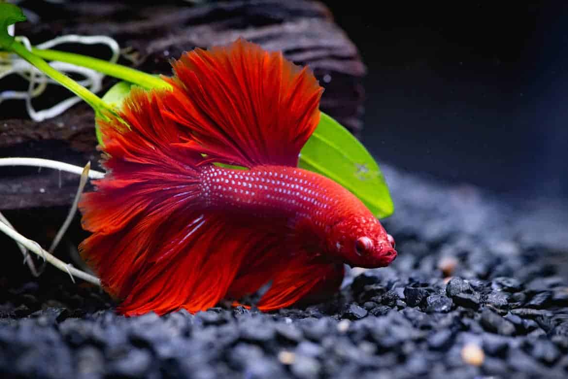 650 Betta Fish Names for All Different Types and Colors Hepper