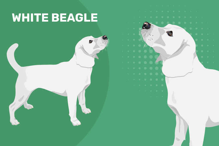 White Beagle Pictures, Guide & Unique Facts Hepper