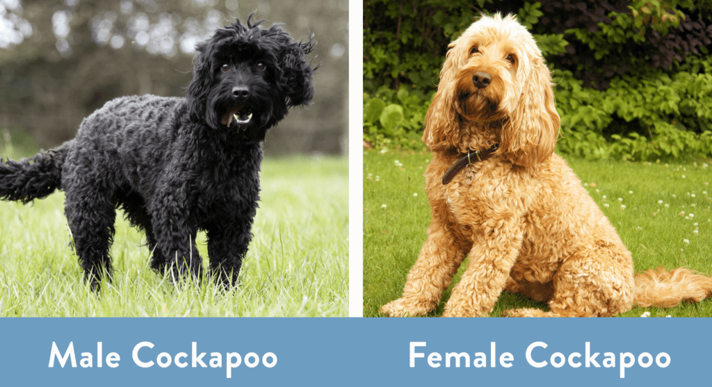 Male vs Female Cockapoo How Are They Different? (With Pictures) Hepper