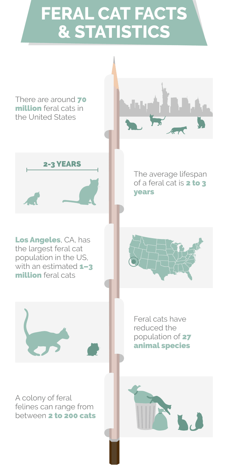 9 Surprising Feral Cats Statistics in the US (2023 Update) Hepper