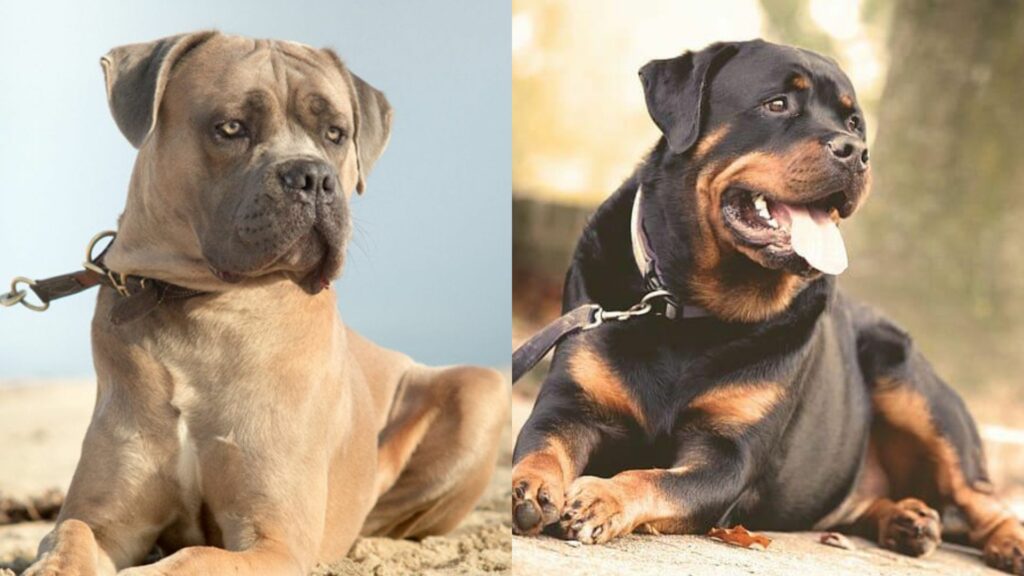 Rotticorso (Cane Corso Rottweiler Mix) Info, Pictures, Traits & Facts