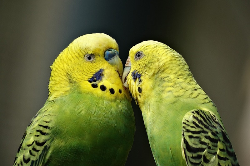 Are Parakeets Loud? Sounds & Care Tips Hepper