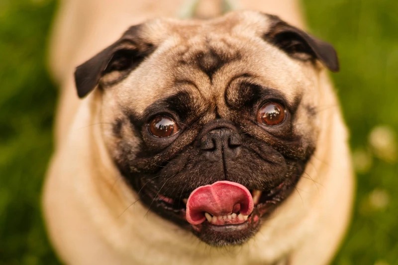 Apricot Pug Pictures, Facts & History Hepper