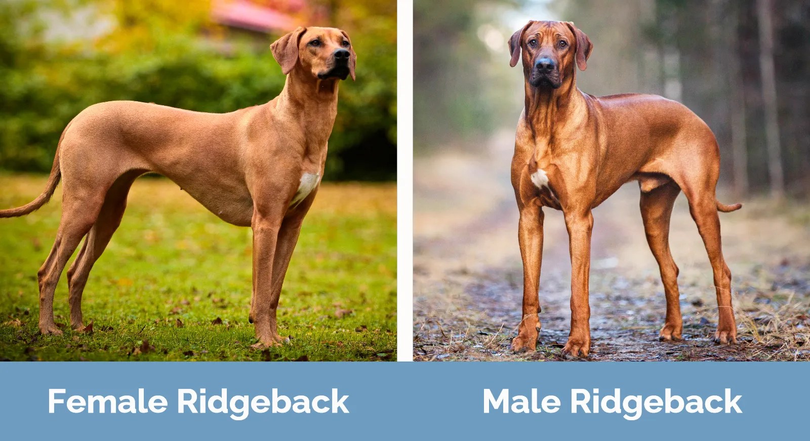 Female vs Male Rhodesian Ridgeback Main Differences