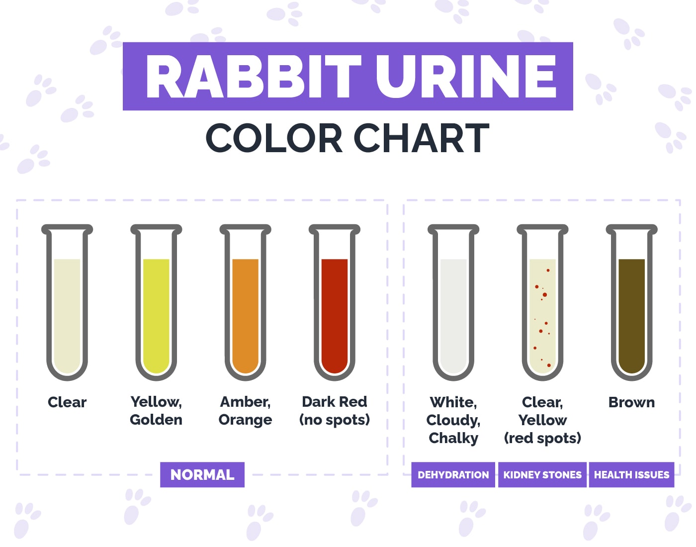 Rabbit Urine Color Guide VetVerified Causes & Hepper