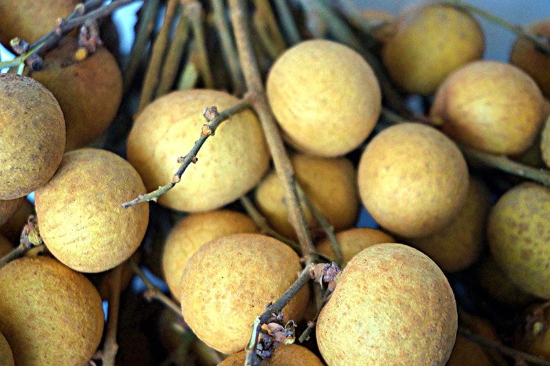 Can Dogs Eat Longan? VetApproved Health & Nutrition Guide Hepper