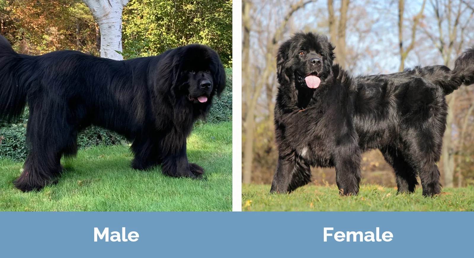 How Much Does A Full Grown Newfoundland Dog Weigh