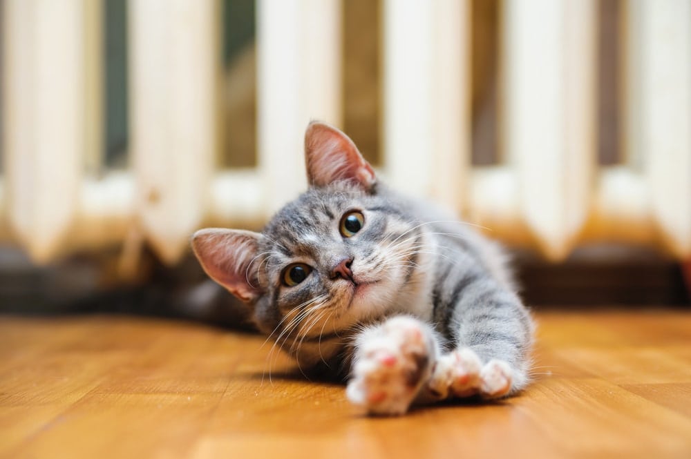 Why Does My Cat Scratch the Floor? 5 Common Reasons Hepper