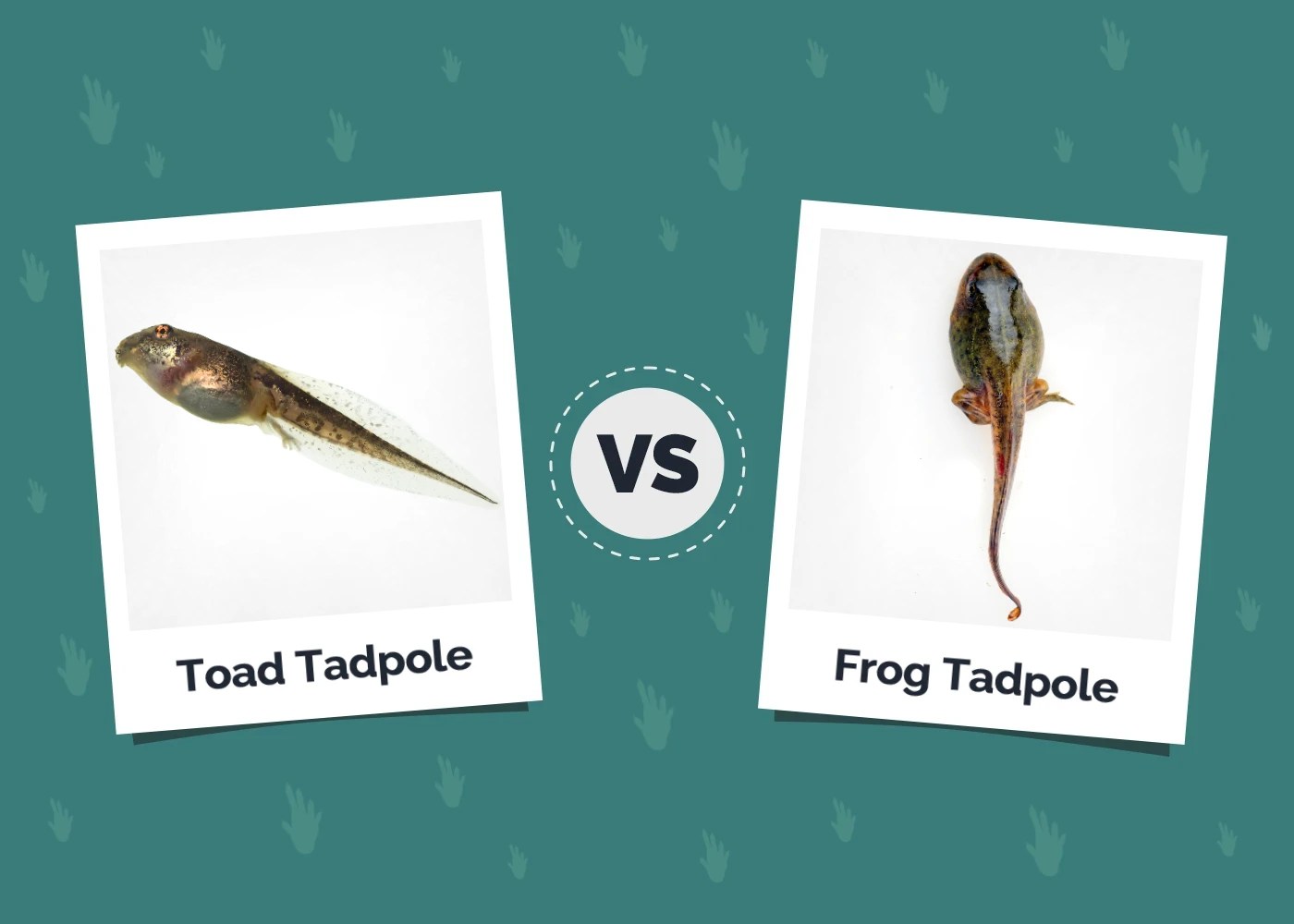Toad Tadpoles vs Frog Tadpoles VetReviewed Differences (With Pictures