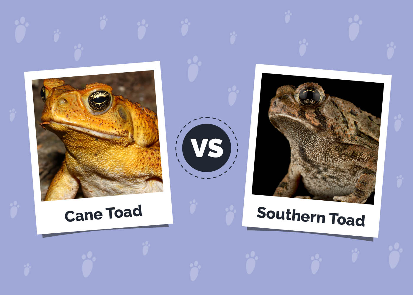 Cane Toad vs Southern Toad The Differences (with Pictures) Hepper