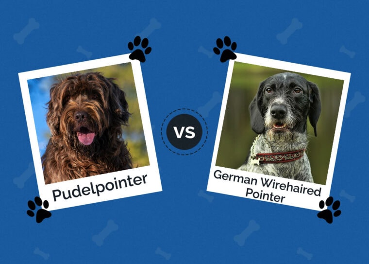 Pudelpointer vs German Wirehaired Pointer The Differences (with