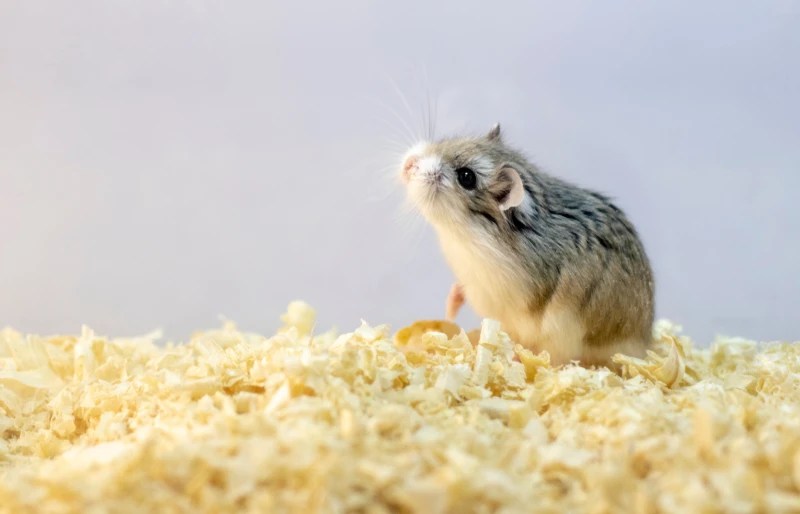 4 Types of Dwarf Hamster Breeds VetReviewed Info, Pictures & Facts