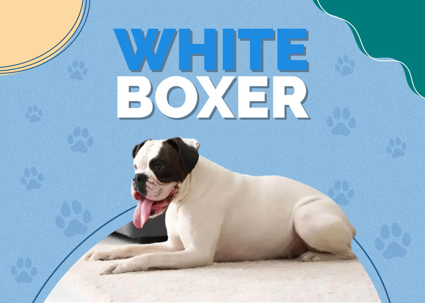 White Boxer Info, Pictures, Characteristics & More Hepper