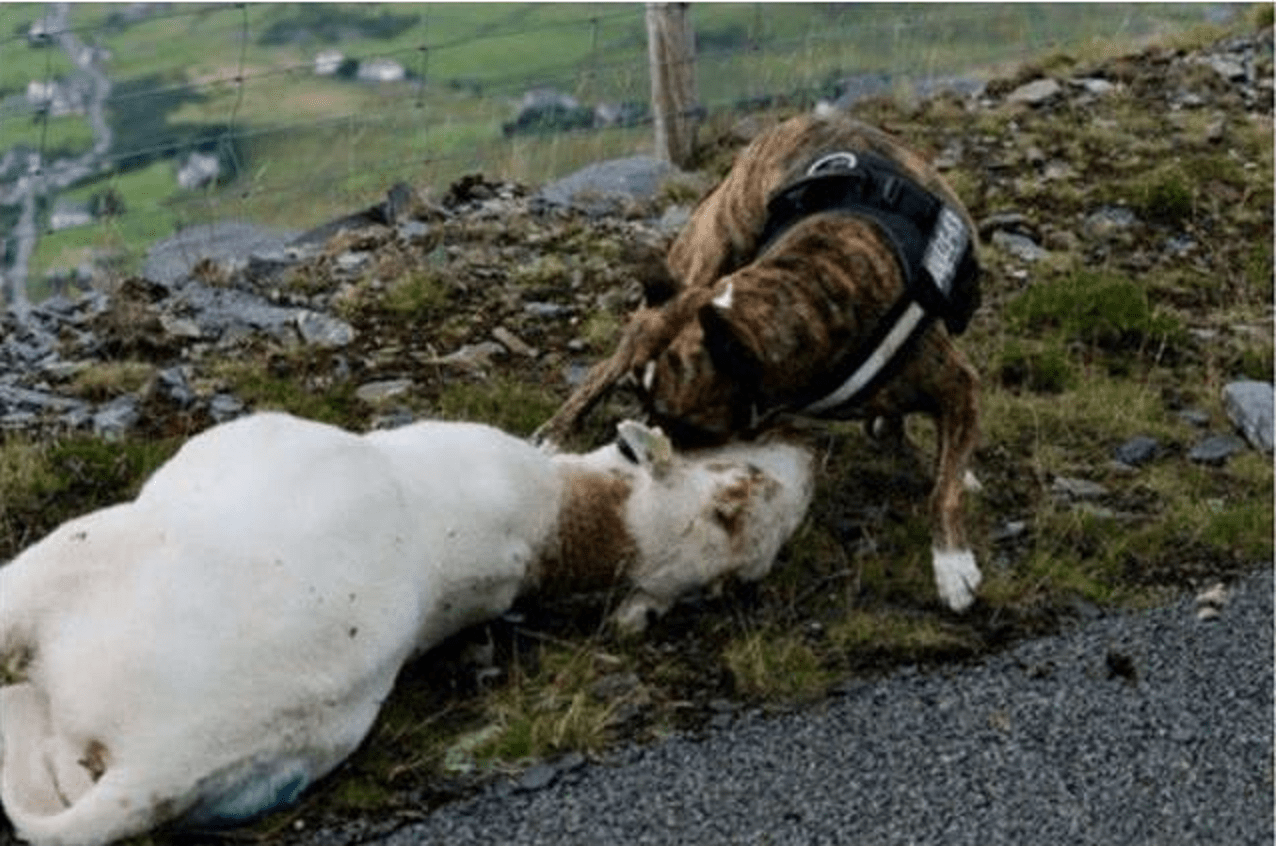 Time to update livestock worrying laws Herald.Wales