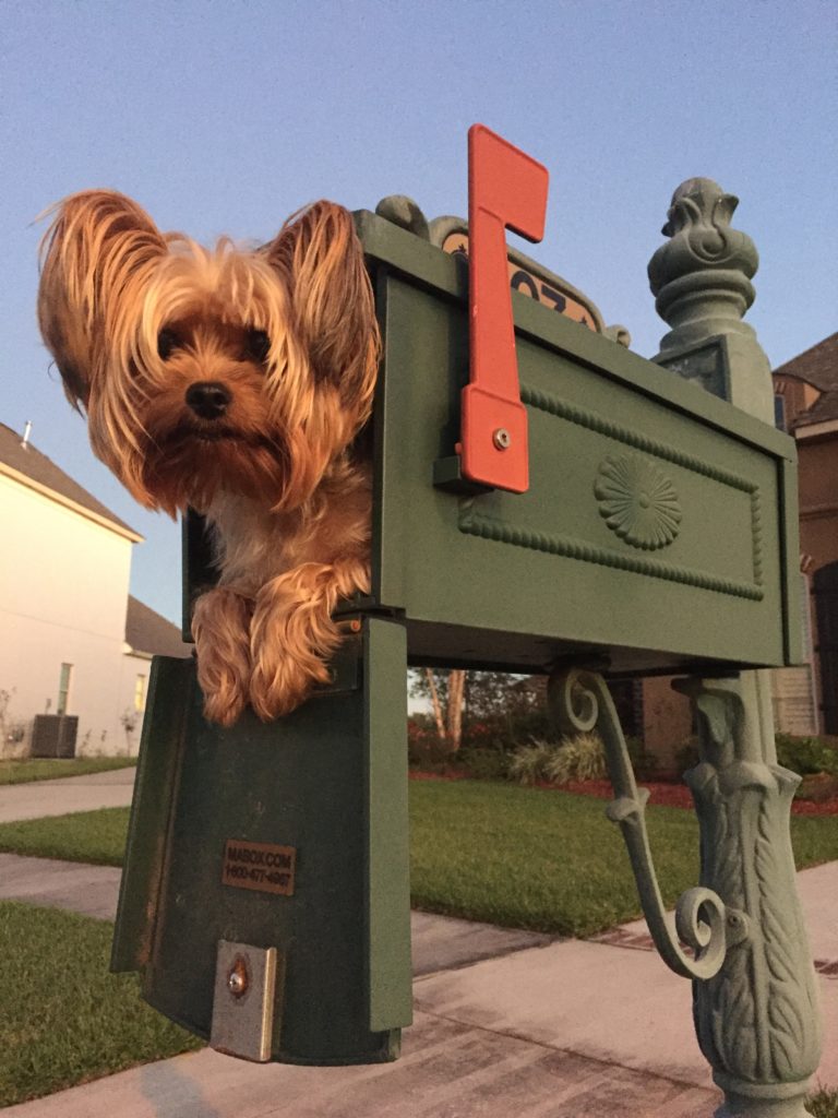 Special Delivery St. Charles Herald Guide