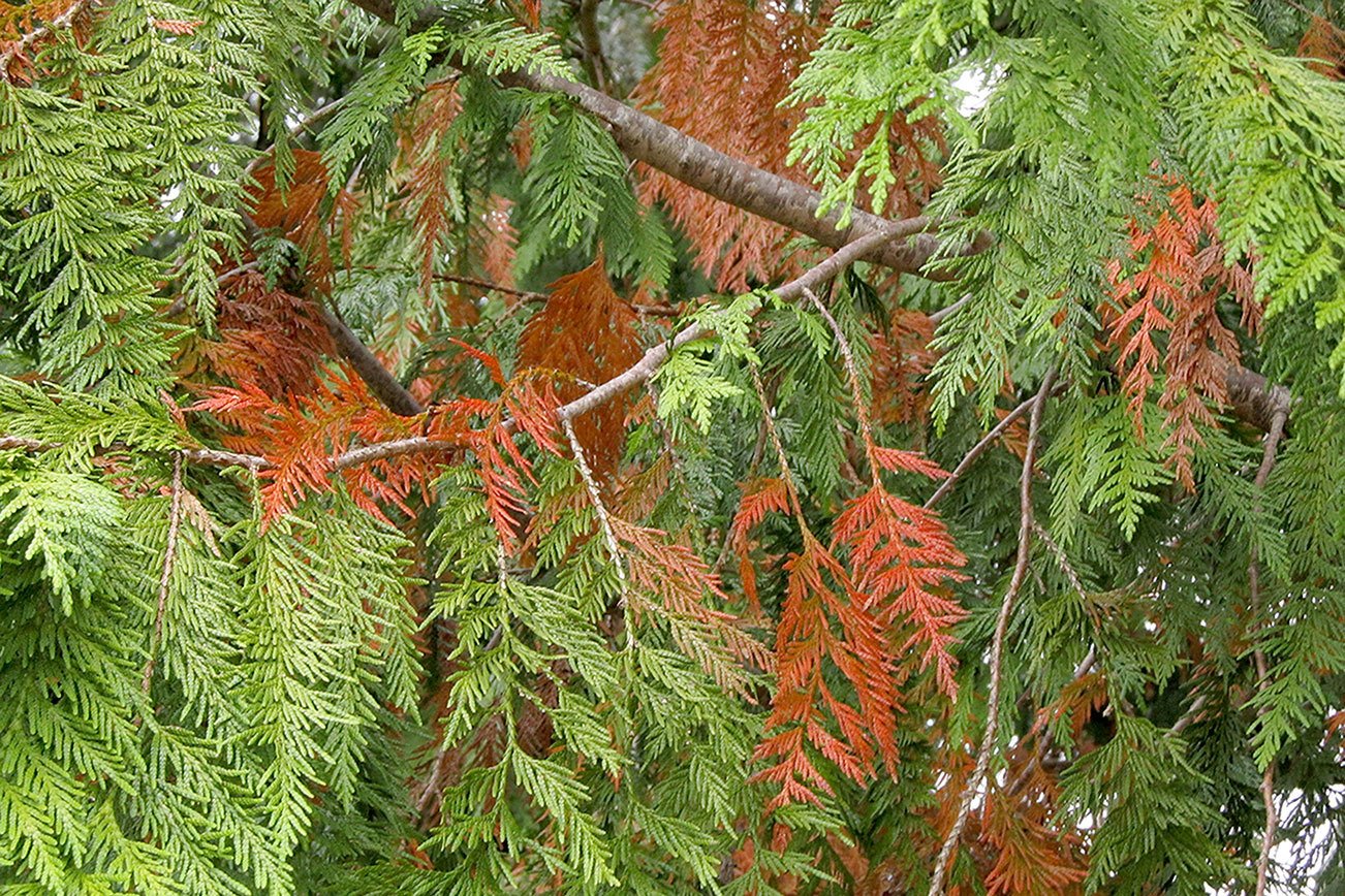 Why Is My Conifer Tree Going Brown at Ann Mercado blog