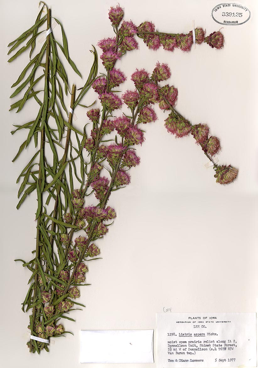 Example Herbarium Sheets Ada Hayden Herbarium
